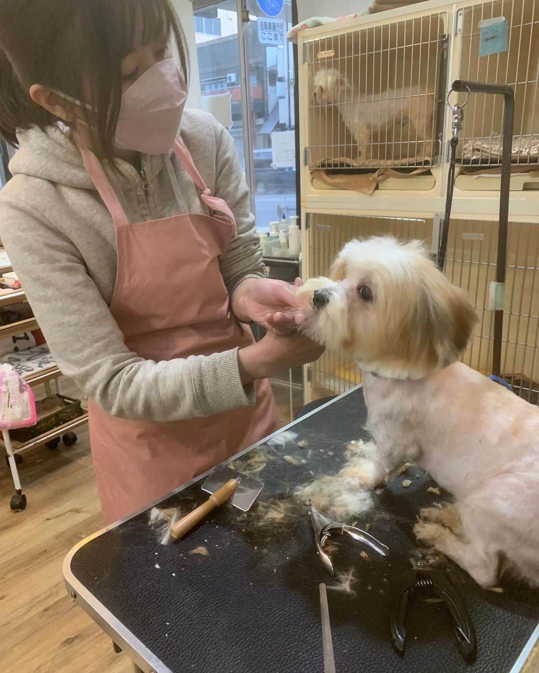 小野真弓さんのインスタグラム写真 - (小野真弓Instagram)「こんばんは☺️🐾  今日は急遽、 @gogogroomers  保護っ子レスキューの、 お手伝いへ行っておりました〜🙋‍♀️✂️^ ^  愛護センターへ、ぶーん🚗💨 千葉県でおきた 多頭飼い崩壊のわんこを６匹引き出し、  @wanbo_waka さんと @hattorimasumi さんへ、お届け🐶🐶🐶🐶🐶🐶 ぶーん🚗💨  そして、 @wanbojapan さんにて ボランティアトリミング✂️♨  ものすごい数の マルチーズ❓シーズー❓MIXわんこが、糞尿まみれで、ぼろぼろどろどろべったべた、毛玉だらけの状態で、収容されていました🥺 元々、200頭超えが 収容されていたそう。。  みんな可愛いくて優しい良い子たちです🥺🐾 適正な飼育をすれば、 もっともっともーっと、 可愛い子になるでしょう☺️ 推定4.5歳くらい❓  これから医療にかけて、 落ち着いたら、 家族探しが始まります😊🏡✨ またお知らせします☺️🐾  わんこの家族を探している方は〜 お見知りおきを〜 ＼(^ω^)／  #里親募集 #保護犬#マルシー#マルチーズ#シーズー #多頭飼い崩壊レスキュー#ボラトリ#搬送ボラ #ビフォーアフター #家族募集#mixdog #犬猫日記 🏡 うちの子たちは、　 お利口さんにお留守番、よく頑張りました☺️ 🐶🐶🐯🐯 みんなみんなありがとう(o^^o)💓」3月4日 20時53分 - hanaharuaroi