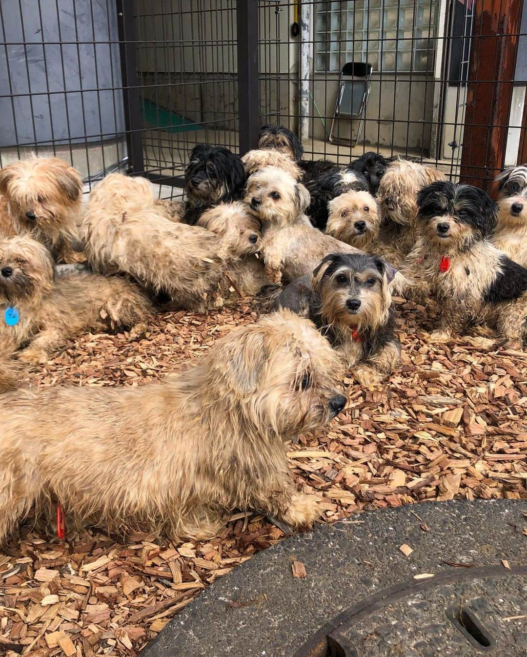 小野真弓さんのインスタグラム写真 - (小野真弓Instagram)「こんばんは☺️🐾  今日は急遽、 @gogogroomers  保護っ子レスキューの、 お手伝いへ行っておりました〜🙋‍♀️✂️^ ^  愛護センターへ、ぶーん🚗💨 千葉県でおきた 多頭飼い崩壊のわんこを６匹引き出し、  @wanbo_waka さんと @hattorimasumi さんへ、お届け🐶🐶🐶🐶🐶🐶 ぶーん🚗💨  そして、 @wanbojapan さんにて ボランティアトリミング✂️♨  ものすごい数の マルチーズ❓シーズー❓MIXわんこが、糞尿まみれで、ぼろぼろどろどろべったべた、毛玉だらけの状態で、収容されていました🥺 元々、200頭超えが 収容されていたそう。。  みんな可愛いくて優しい良い子たちです🥺🐾 適正な飼育をすれば、 もっともっともーっと、 可愛い子になるでしょう☺️ 推定4.5歳くらい❓  これから医療にかけて、 落ち着いたら、 家族探しが始まります😊🏡✨ またお知らせします☺️🐾  わんこの家族を探している方は〜 お見知りおきを〜 ＼(^ω^)／  #里親募集 #保護犬#マルシー#マルチーズ#シーズー #多頭飼い崩壊レスキュー#ボラトリ#搬送ボラ #ビフォーアフター #家族募集#mixdog #犬猫日記 🏡 うちの子たちは、　 お利口さんにお留守番、よく頑張りました☺️ 🐶🐶🐯🐯 みんなみんなありがとう(o^^o)💓」3月4日 20時53分 - hanaharuaroi