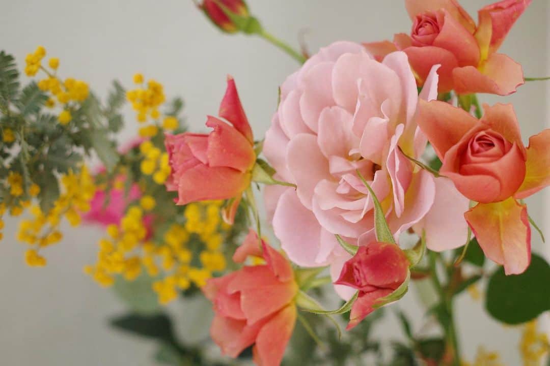 内山理名さんのインスタグラム写真 - (内山理名Instagram)「ミモザが春を告げてくれる🦒  花言葉に、思いやり・感謝があります。ギフトに添えても素敵ですね。 穏やかな一日になりますよう..🌎」3月5日 9時56分 - rinauchiyama_official