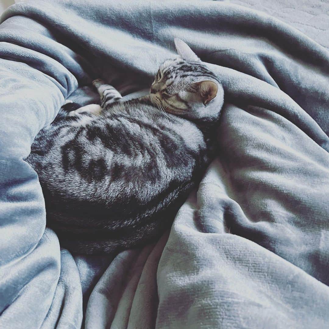彼方茜香さんのインスタグラム写真 - (彼方茜香Instagram)「じんじゃあ💛 毎朝ズシッと起こしてくれます。 朝5時に。 足の間で寝ます。 寝返り出来んくて腰痛い。 毎日毎日毎日毎日 可愛いしかない😘  #じんじゃあとせりーんの暮らし   @meow.ginger」3月5日 8時05分 - serikaochikata