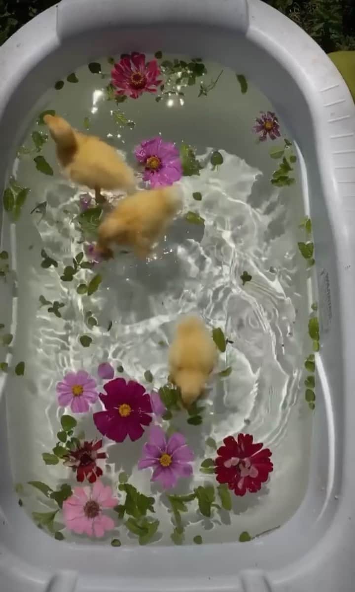 Luraのインスタグラム：「Good morning! Spring is coming 💐🐤 via @motherthemountain」