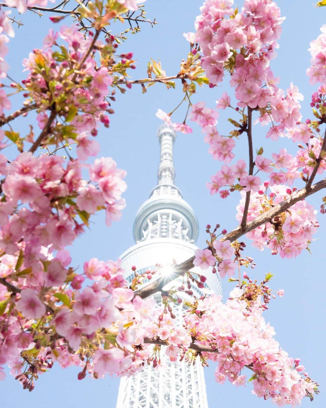 kazumaさんのインスタグラム写真 - (kazumaInstagram)「.. .  Sakura frame . .  「おさるのジョージ」初のダイニングカフェ「『おさるのジョージ』キッチン」が3月17日から東京ソラマチに期間限定オープンする。 . さすがにメニューはジョージの努力が故、少しお高めだけどジョージの世界観満載なので是非とも行こうと思ってる🐵 . 人気過ぎる可能性もなきにしもあらずなので、いつ行けるかわからないけど。 . . . 河津桜×スカイツリー ピント👉 ①スカイツリー ②河津桜 . . . . . . . #スカツリスト  #東京スカイツリー #tokyoskytree  #桜  #cherryblossom  . . . . . . . . . . . . . . . . . . . ————————————————— #igersjp #team_jp_ #team_jp_flower #instagramjapan #icu_japan  #flowers #instalike #写真が好きな人と繋がりたい#ファインダー越しの私の世界 #instadaily #ig_worldclub #igrecommend #lovers_nippon #picture_to_keep  #jp_gallery_member  #東京カメラ部 #tokyocameraclub #indies_gram #reco_ig #instagood #広がり同盟  #flowerstagram #japan_daytime_view #art_of_japan_ #ig_photooftheday  ————————————————— . . . . . . .. ...」3月5日 18時48分 - kazuma612