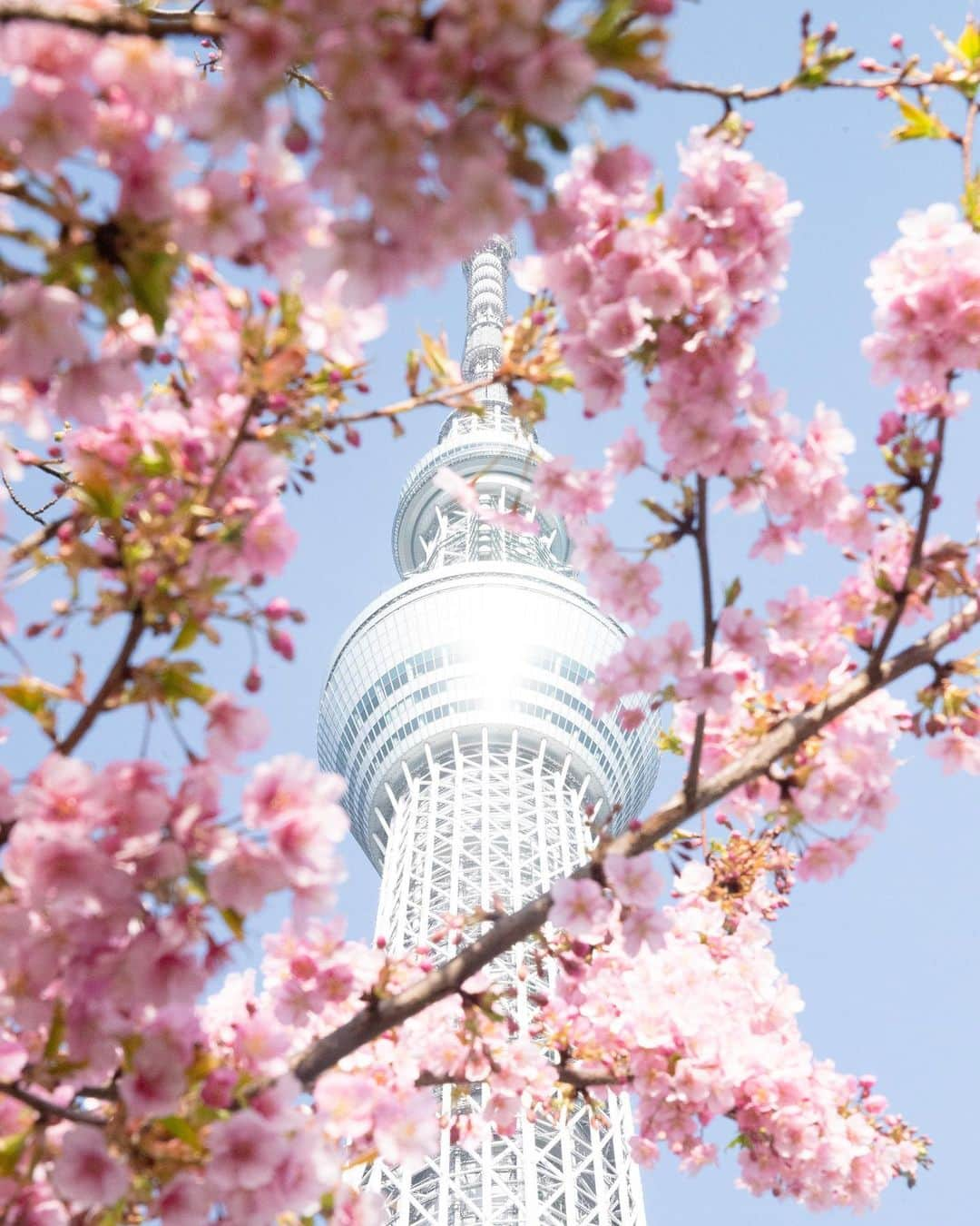 kazumaのインスタグラム：「.. .  Sakura frame . .  「おさるのジョージ」初のダイニングカフェ「『おさるのジョージ』キッチン」が3月17日から東京ソラマチに期間限定オープンする。 . さすがにメニューはジョージの努力が故、少しお高めだけどジョージの世界観満載なので是非とも行こうと思ってる🐵 . 人気過ぎる可能性もなきにしもあらずなので、いつ行けるかわからないけど。 . . . 河津桜×スカイツリー ピント👉 ①スカイツリー ②河津桜 . . . . . . . #スカツリスト  #東京スカイツリー #tokyoskytree  #桜  #cherryblossom  . . . . . . . . . . . . . . . . . . . ————————————————— #igersjp #team_jp_ #team_jp_flower #instagramjapan #icu_japan  #flowers #instalike #写真が好きな人と繋がりたい#ファインダー越しの私の世界 #instadaily #ig_worldclub #igrecommend #lovers_nippon #picture_to_keep  #jp_gallery_member  #東京カメラ部 #tokyocameraclub #indies_gram #reco_ig #instagood #広がり同盟  #flowerstagram #japan_daytime_view #art_of_japan_ #ig_photooftheday  ————————————————— . . . . . . .. ...」