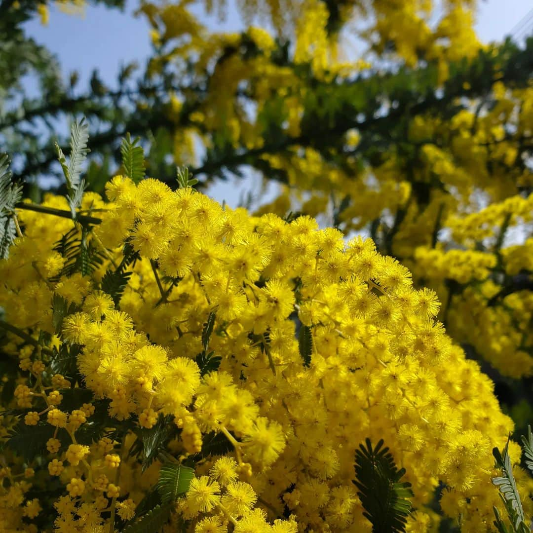 田畑竜介さんのインスタグラム写真 - (田畑竜介Instagram)「啓蟄🐝  我が家のミモザが咲き始め 虫が蜜を求めて飛んできていました🐝  #春 #啓蟄 #ミモザ」3月5日 12時11分 - tabacchi_rkb