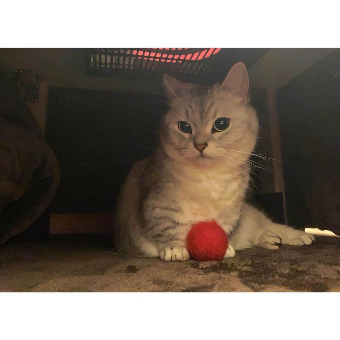山谷花純のインスタグラム：「好きなものや大切なものが変わらない。私も一緒。  #ミヌエット #猫がいる生活 #まるとの生活 #にゃんすたぐらむ #鞠 #宝物」