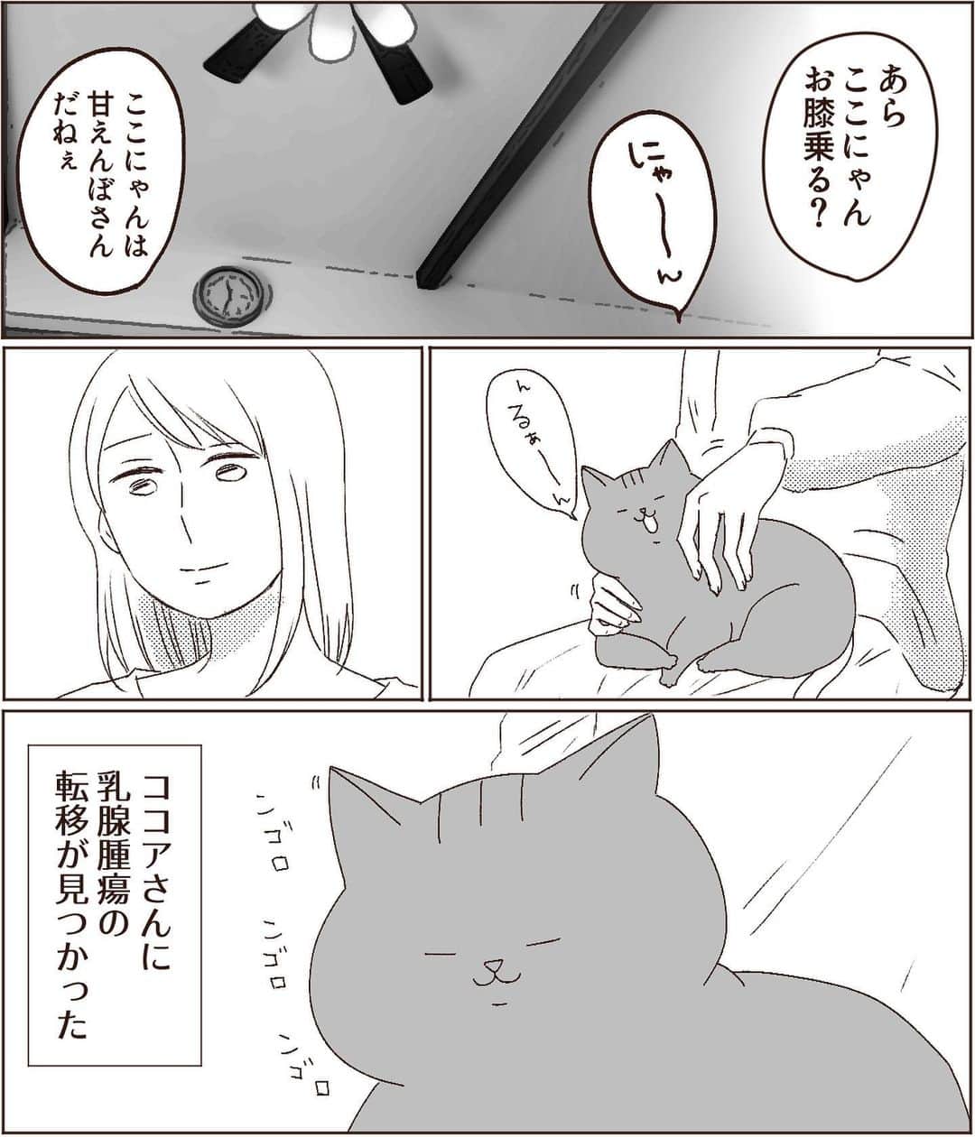 こじめのインスタグラム：「【ココアさんの病気について】  猫の病気についてのお話です。 苦手な方は読むのをお控えください。  さゆちゃんの学級閉鎖が解除になったタイミングだったので、義両親の助力を得られて本当に助かりました。 使い物にならない所か娘に助けられる始末...  今後はいつも通り、普段のさゆちゃんや3ネコのほのぼのした様子を描いていきたいと思っています。  あまり暗い話を描くとそっちに引っ張られそうで😓  今後ともよろしくお願いします☺️  #エッセイ漫画 #コミックエッセイ #漫画 #猫漫画 #にゃんすたぐらむ  #保護猫 #サビ猫 #黒猫 #灰猫 #猫のいる暮らし #catcomic #乳腺腫瘍」