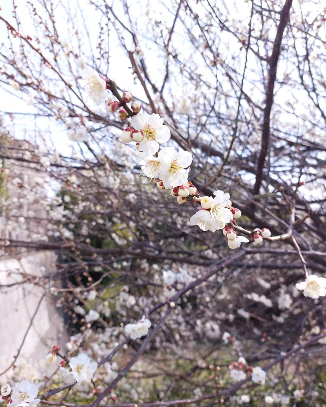 丸本凛さんのインスタグラム写真 - (丸本凛Instagram)「#🌼#梅#空#テスト終わった～！！」3月5日 20時12分 - rinmarumoto