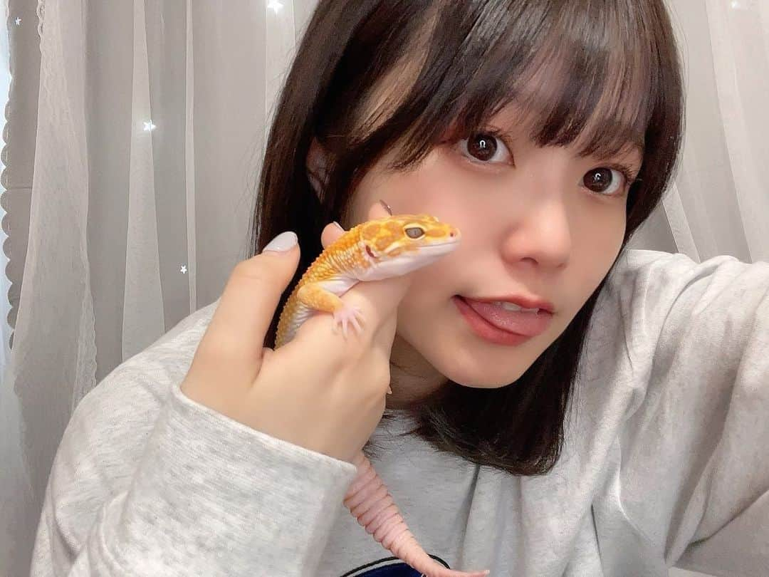 鹿沼亜美のインスタグラム：「毎日の癒し🦎 さぁ、おやすみなさい！！！  #爬虫類 #爬虫類好きの人と繋がりたい #爬虫類好き#レオパ#レオパードゲッコー#ヒョウモントカゲモドキ#フォローミー#followme#鹿沼亜美#あみまるのいる生活#ミディアムヘア #おやすみ」