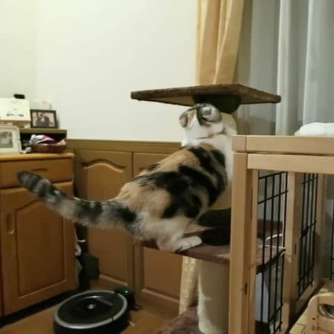 takegaeruのインスタグラム：「過去動画 バリバリまりん  #cat #scottishfold #猫 #スコティッシュフォールド #三毛スコ友の会」