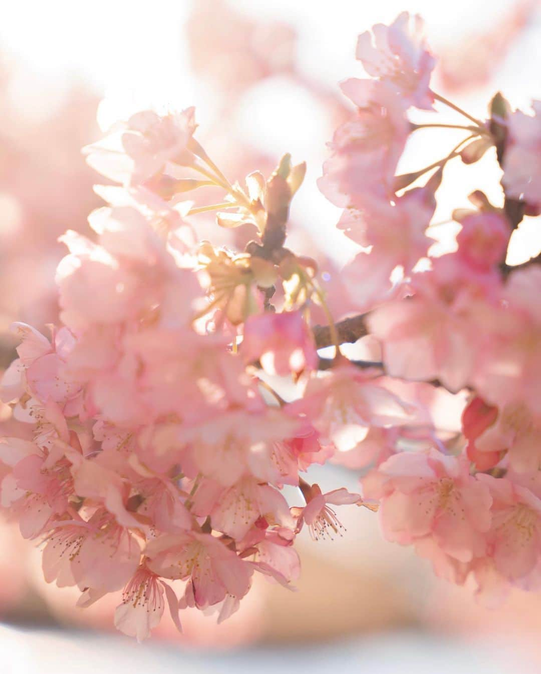 佐藤俊斗さんのインスタグラム写真 - (佐藤俊斗Instagram)「2022年桜の絶景。 ⁡ この場所へ訪れるのも今年で3年目となりました。 ずっと変わらない景色。今年も最高の桜並木でした。 是非見てみてください🌸 ⁡ ⁡ ⁡ ⁡ ⁡ ⁡ ⁡ ⁡ #2022年春 #夕陽と桜  #佐藤俊斗 #桜写真 #さくら」3月5日 22時09分 - shuntosato