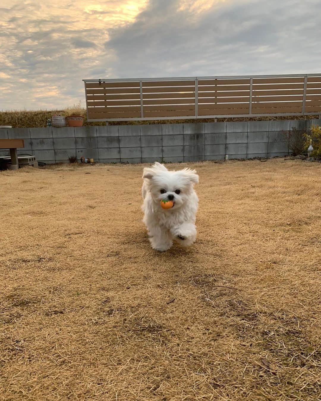 小野真弓さんのインスタグラム写真 - (小野真弓Instagram)「おはようございます🌸🌸🌸 ハルくんです🐶🐾  関東、春一番ですって🍃  はるいちばん。。 ハル1番❣️ オレ様、いっちばーん＼(^ω^)／🥇✨  なんてステキな風😏🌼 今日もバビューーーン💨って、風を切って走って〜  ハルいちばんを🥇 起こすのだあー💨🍃😆  今日も良い一日を お過ごしくだちゃい😆🐾  #チワワ#ハナちゃん#のんびりシニア #チワマル#ハルくん#オレ様犬#毎日春一番 #雑種猫兄妹#アオくん#ナナちゃん#にわんぽ猫#あまえんぼ猫#いたずら猫 #犬と猫のいる暮らし#犬猫日記#仲良しわんにゃん家族 #ハルくんトリミング #特別講師にベテラントリマー #おかーさん勉強会#トリマーモード 🐾 ハル兄ちゃんのトリミング〜 アオナナも、お手伝いしたにゃ🐱🐱😆🐾  おかーさんの椅子温めたりー 棒の堅さ、確かめたりー 兄ちゃんにスリスリしてあげたりー 落ちてる毛で遊んたりーーー お歌うたってあげたりー  大活躍にゃ🎶 家族だから、いつも一緒にゃー(*´∇｀*)✨  わかさん、おかーさんに チョキチョキ教えてくれて✂️ ありがとうにゃん❤️」3月6日 8時29分 - hanaharuaroi