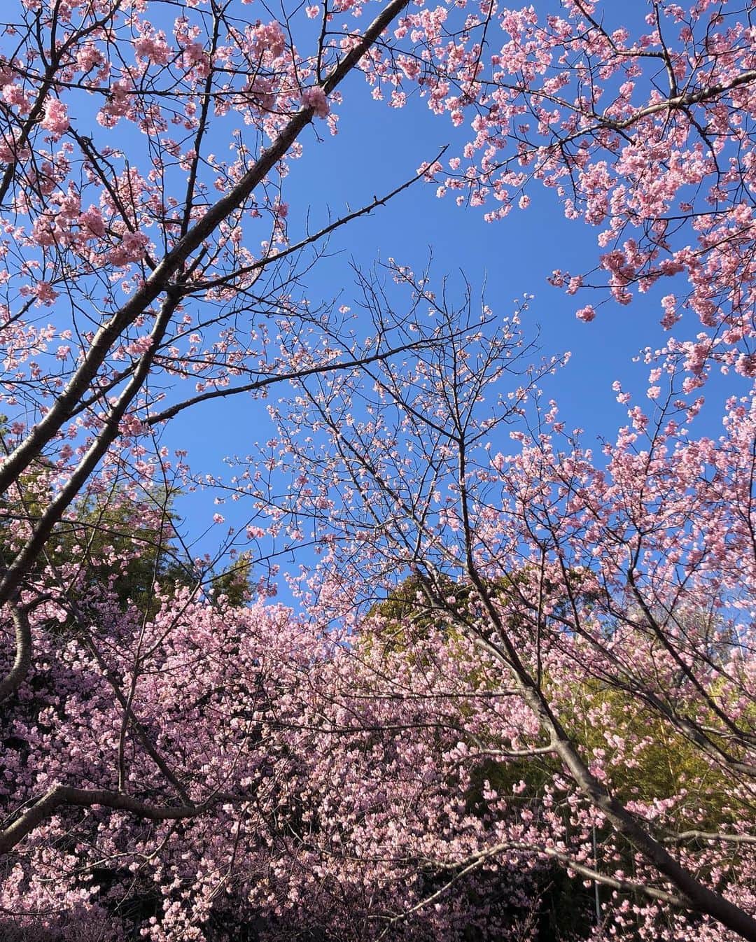 小野真弓さんのインスタグラム写真 - (小野真弓Instagram)「おはようございます🌸🌸🌸 ハルくんです🐶🐾  関東、春一番ですって🍃  はるいちばん。。 ハル1番❣️ オレ様、いっちばーん＼(^ω^)／🥇✨  なんてステキな風😏🌼 今日もバビューーーン💨って、風を切って走って〜  ハルいちばんを🥇 起こすのだあー💨🍃😆  今日も良い一日を お過ごしくだちゃい😆🐾  #チワワ#ハナちゃん#のんびりシニア #チワマル#ハルくん#オレ様犬#毎日春一番 #雑種猫兄妹#アオくん#ナナちゃん#にわんぽ猫#あまえんぼ猫#いたずら猫 #犬と猫のいる暮らし#犬猫日記#仲良しわんにゃん家族 #ハルくんトリミング #特別講師にベテラントリマー #おかーさん勉強会#トリマーモード 🐾 ハル兄ちゃんのトリミング〜 アオナナも、お手伝いしたにゃ🐱🐱😆🐾  おかーさんの椅子温めたりー 棒の堅さ、確かめたりー 兄ちゃんにスリスリしてあげたりー 落ちてる毛で遊んたりーーー お歌うたってあげたりー  大活躍にゃ🎶 家族だから、いつも一緒にゃー(*´∇｀*)✨  わかさん、おかーさんに チョキチョキ教えてくれて✂️ ありがとうにゃん❤️」3月6日 8時29分 - hanaharuaroi