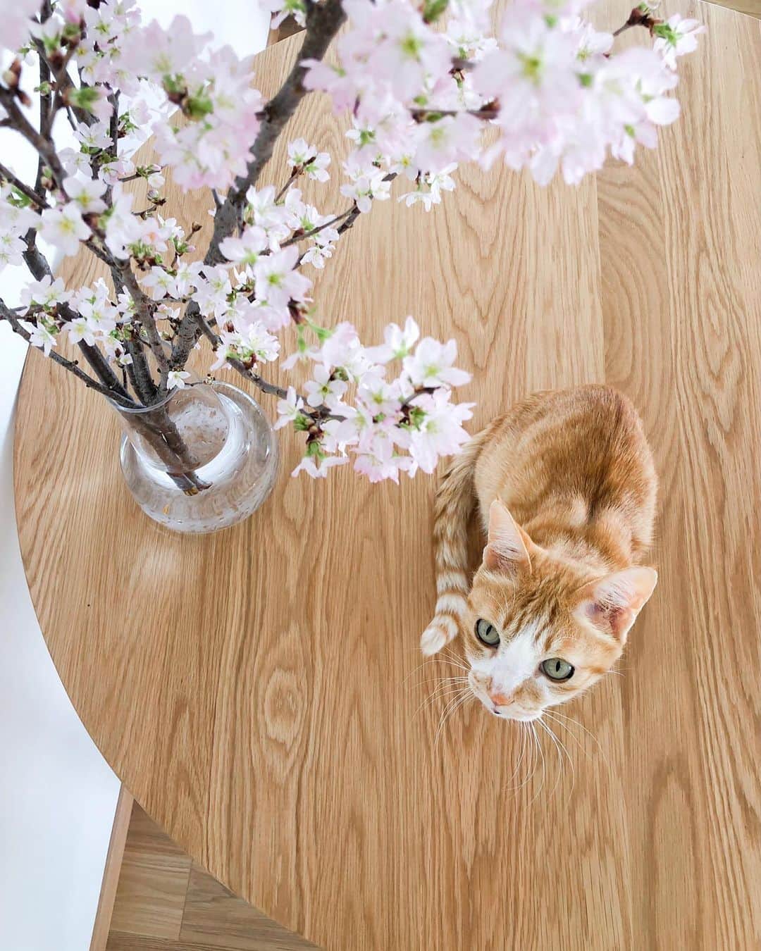 音羽紀香（のんちょ）のインスタグラム：「桜が咲きました〜☺️🌸 つぼみの状態で購入して ４日後くらいには満開です🌸  半月前に購入した時の桜の花は もう落ちてしまったけれど、すぐに新しい葉が出てきました☺️🌱  ２度も楽しめるとは知らなかった〜❣️  #猫と桜 #ねこ #ねこすたぐらむ  #猫のいる暮らし  #猫のいる暮らし #猫　#桜　#sakura」