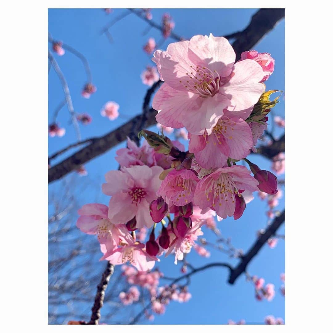 宇賀神メグさんのインスタグラム写真 - (宇賀神メグInstagram)「🚶‍♀️  . .  お散歩中、河津桜を発見！👀 小さな春を見つけるたびに 嬉しくなりますね。🌸  花粉は嫌ですが笑 寒いのが苦手なので 早く暖かくなるといいなと思います。  . .  #わたしのNo1絶景 😆🌸 #河津桜 #桜 #春 #sakura #spring」3月6日 10時30分 - ugajin_megu