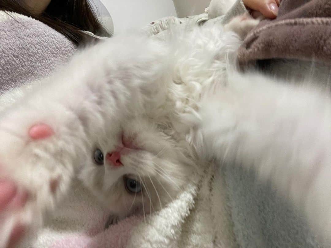 石川澪のインスタグラム：「ねこぱんち 暴れすぎて毛がぼさぼさ」