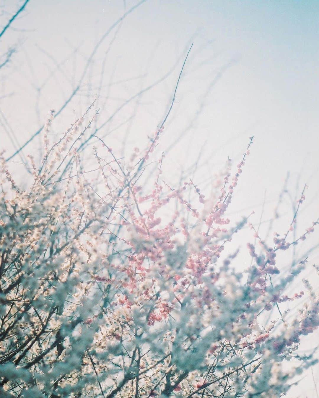 花澤杏華のインスタグラム：「お散歩中お花撮りがち」
