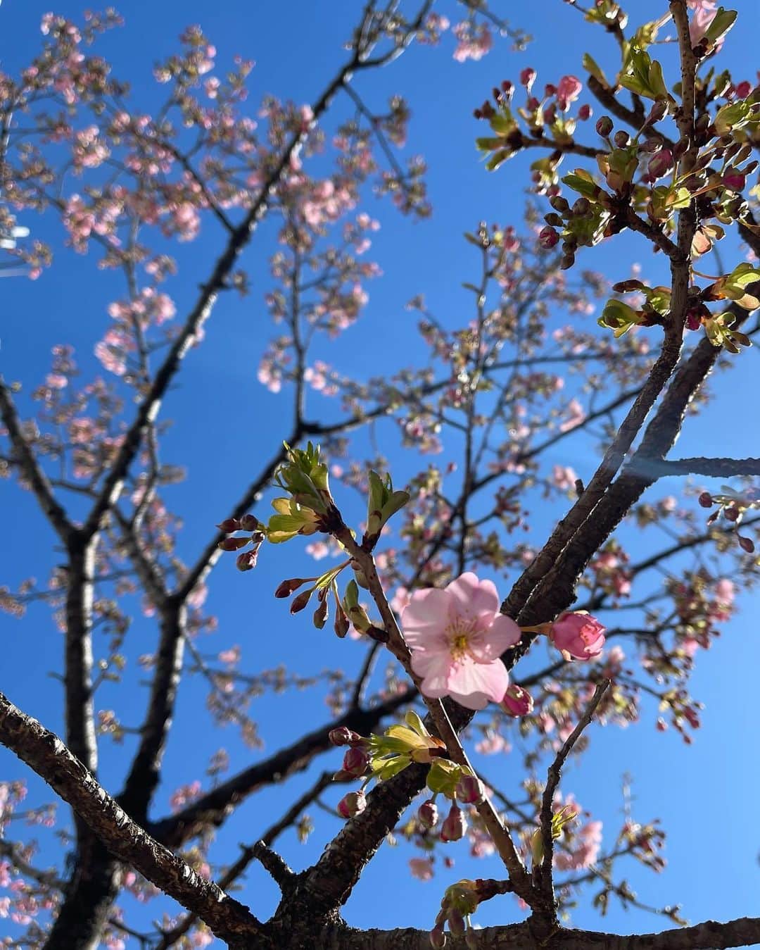石川亜沙美のインスタグラム：「見上げた空 ☺️🌸 ・ ・ #2022.3.6 #東京 #🌸」
