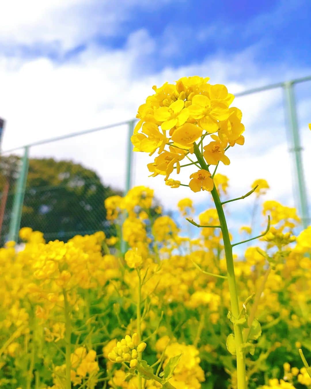 鈴木理香子のインスタグラム：「東京にも菜の花が咲いてました🌼 優しい世界がいいな😊  #春 #春の訪れ#菜の花 #花 #花好きな人と繋がりたい #優しい世界 #東京 #tokyo #flowers #stopwar」