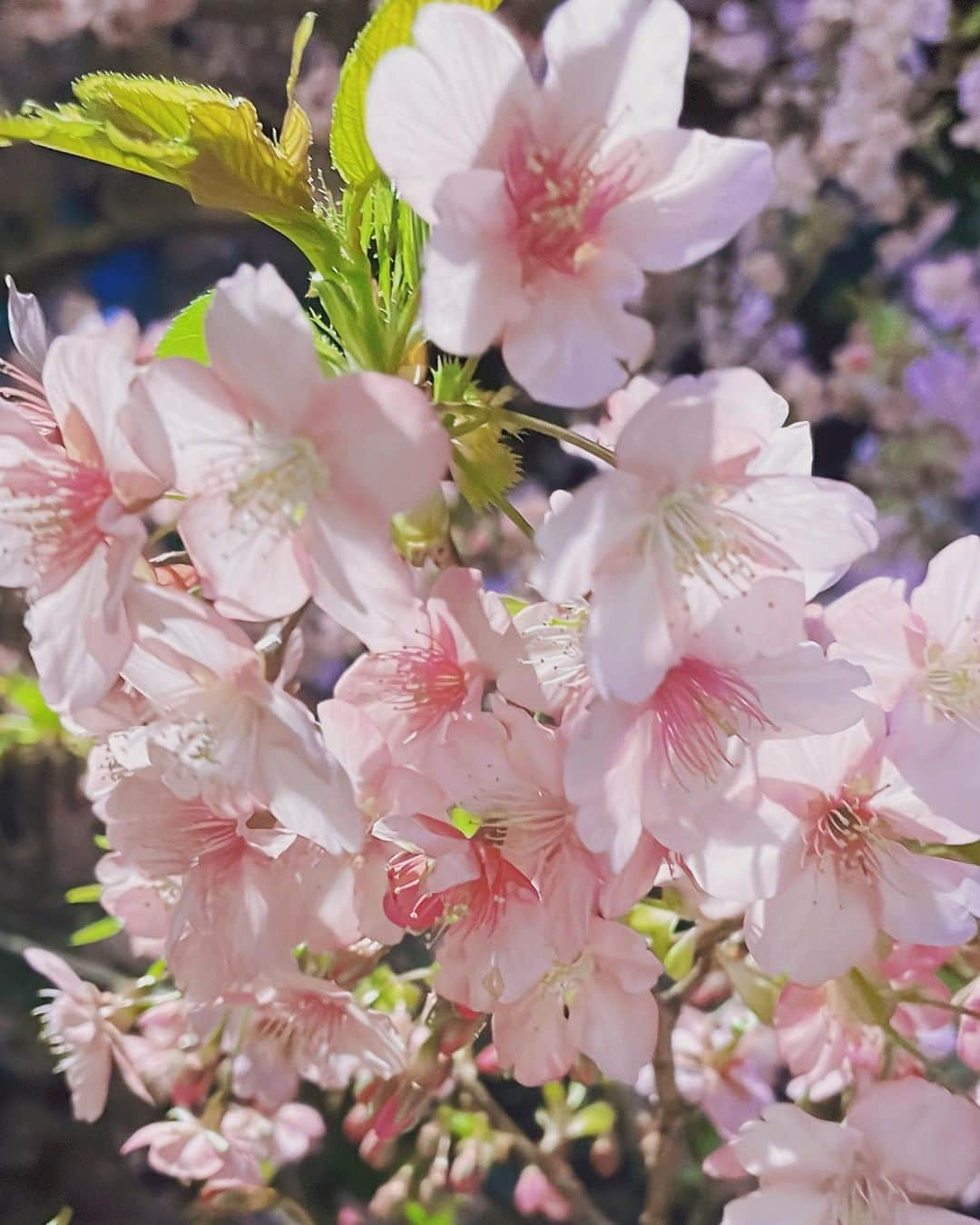 大空スバルのインスタグラム：「桜咲いてた！！！ 春だ～！！！☺️🌸」