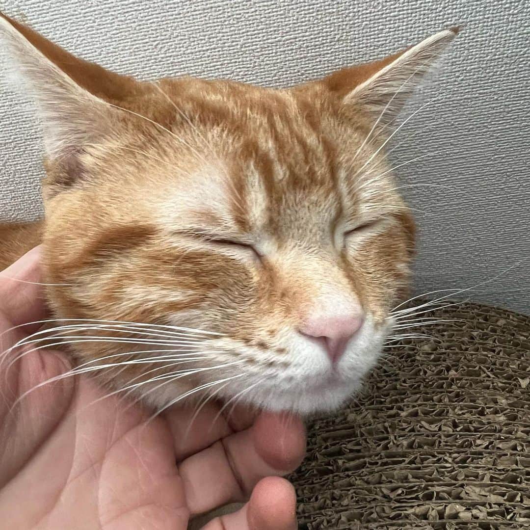 のインスタグラム：「カリン様だなこれは。  #alexandros #マンチカン」