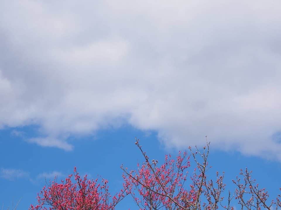 日高薫のインスタグラム：「UME❤️🤍❤️🤍  #梅 #梅の木 #シェア写真 #春」
