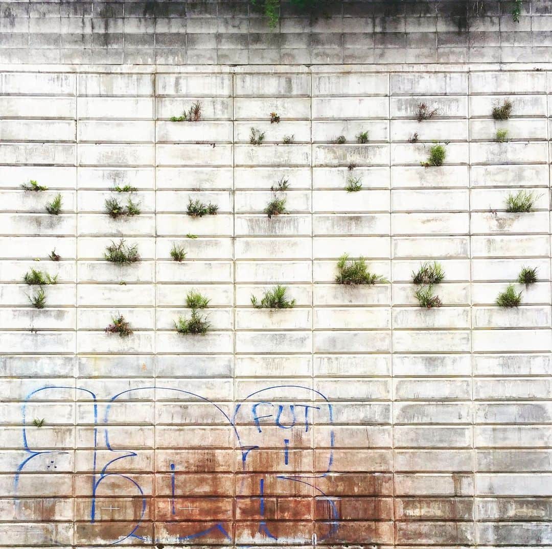 ザ壁のインスタグラム：「芽吹きの季節。 #ザ壁部」