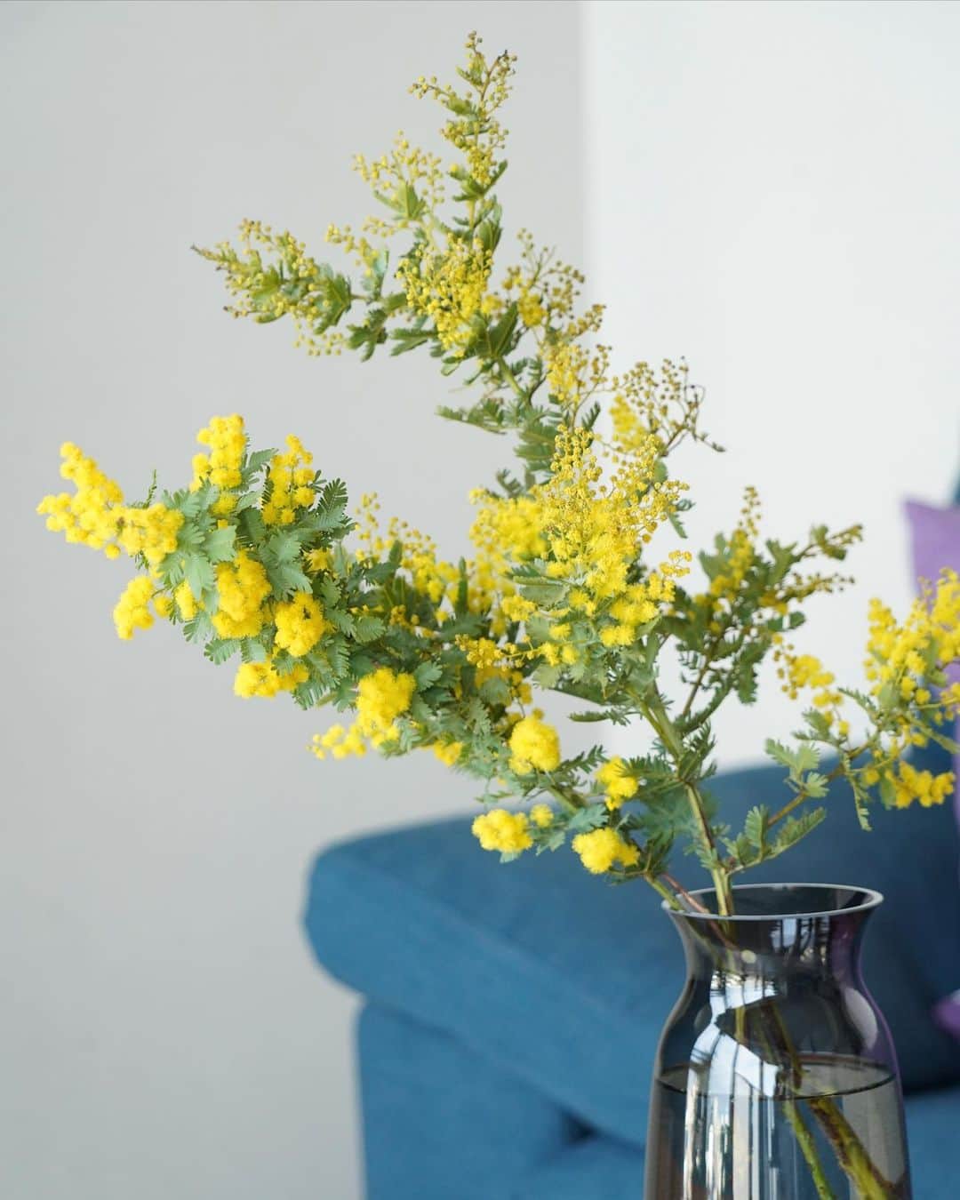 坂元美香さんのインスタグラム写真 - (坂元美香Instagram)「今日は近所のお花屋さんで ミモザを買いました😌  ミモザは大好きなお花の1つです。 可愛くてとっても癒されます✨  ドライフラワーと悩みましたが やっぱり生花が美しいね！  Mimosa is one of my favorite flowers.  #花のある暮らし #ミモザ #Mimosa #ミモザの季節」3月6日 18時24分 - mika_saka