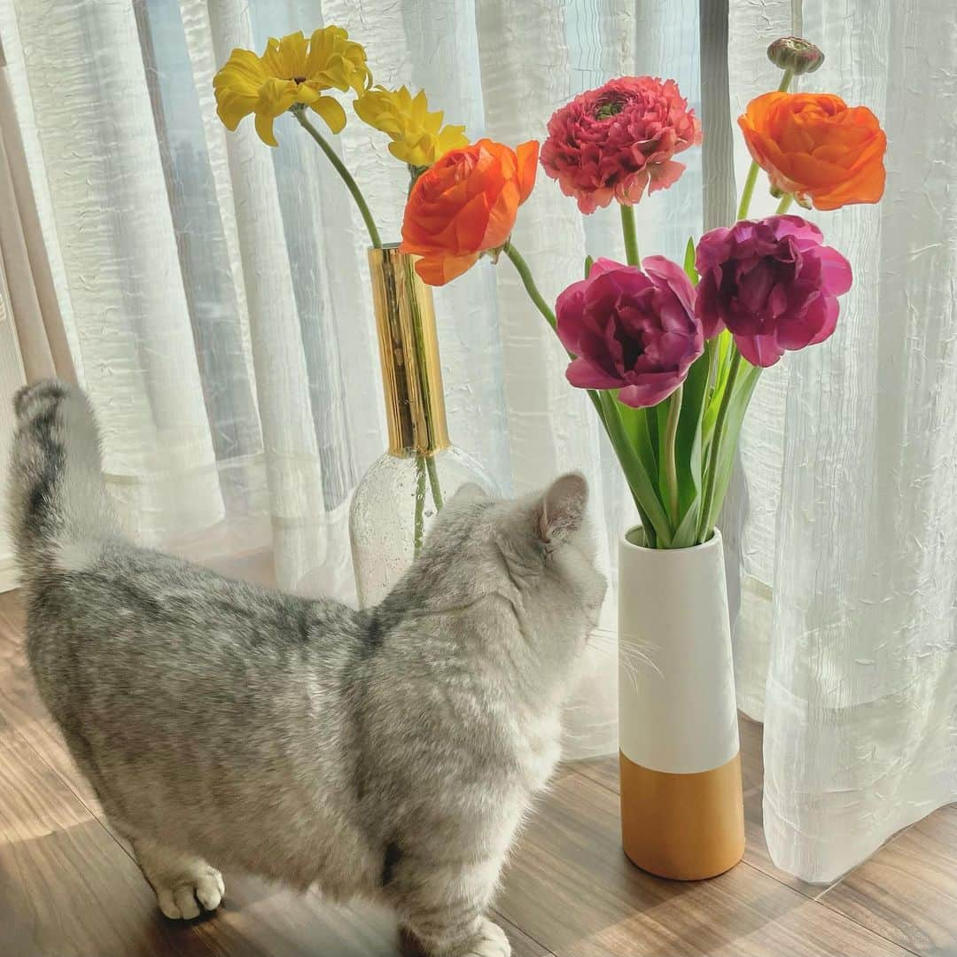 佐達ももこさんのインスタグラム写真 - (佐達ももこInstagram)「🌼🐈  春のお花とふくちまる君。 物撮りに必ず参加してくる才能あり。  @fuku_minuet   #ねこ#ミヌエット」3月6日 20時18分 - sadamomodayo