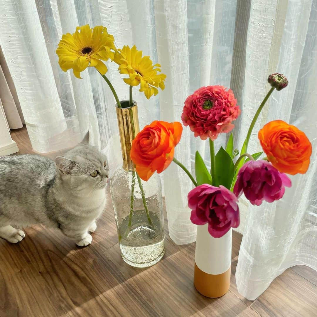 佐達ももこさんのインスタグラム写真 - (佐達ももこInstagram)「🌼🐈  春のお花とふくちまる君。 物撮りに必ず参加してくる才能あり。  @fuku_minuet   #ねこ#ミヌエット」3月6日 20時18分 - sadamomodayo