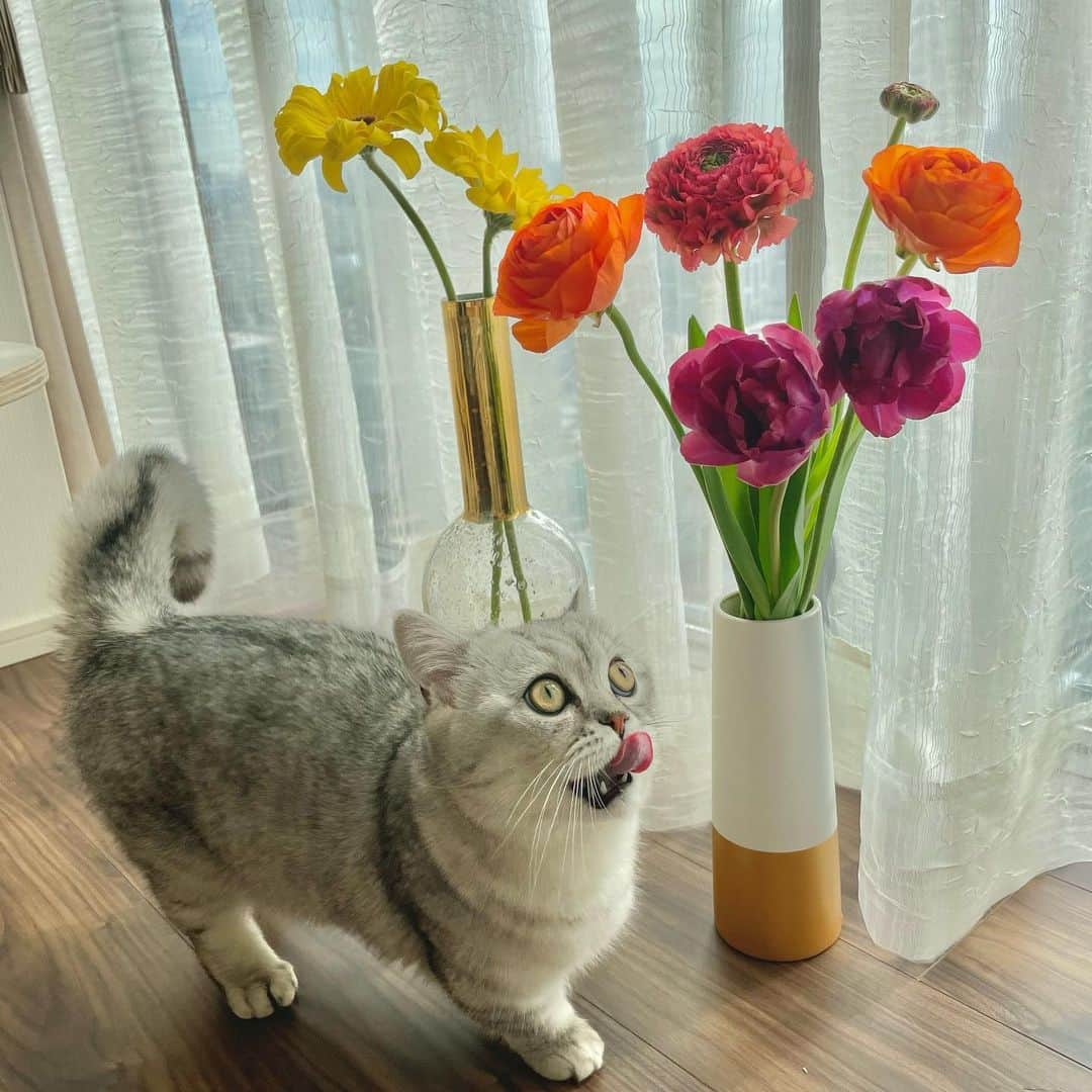 佐達ももこさんのインスタグラム写真 - (佐達ももこInstagram)「🌼🐈  春のお花とふくちまる君。 物撮りに必ず参加してくる才能あり。  @fuku_minuet   #ねこ#ミヌエット」3月6日 20時18分 - sadamomodayo