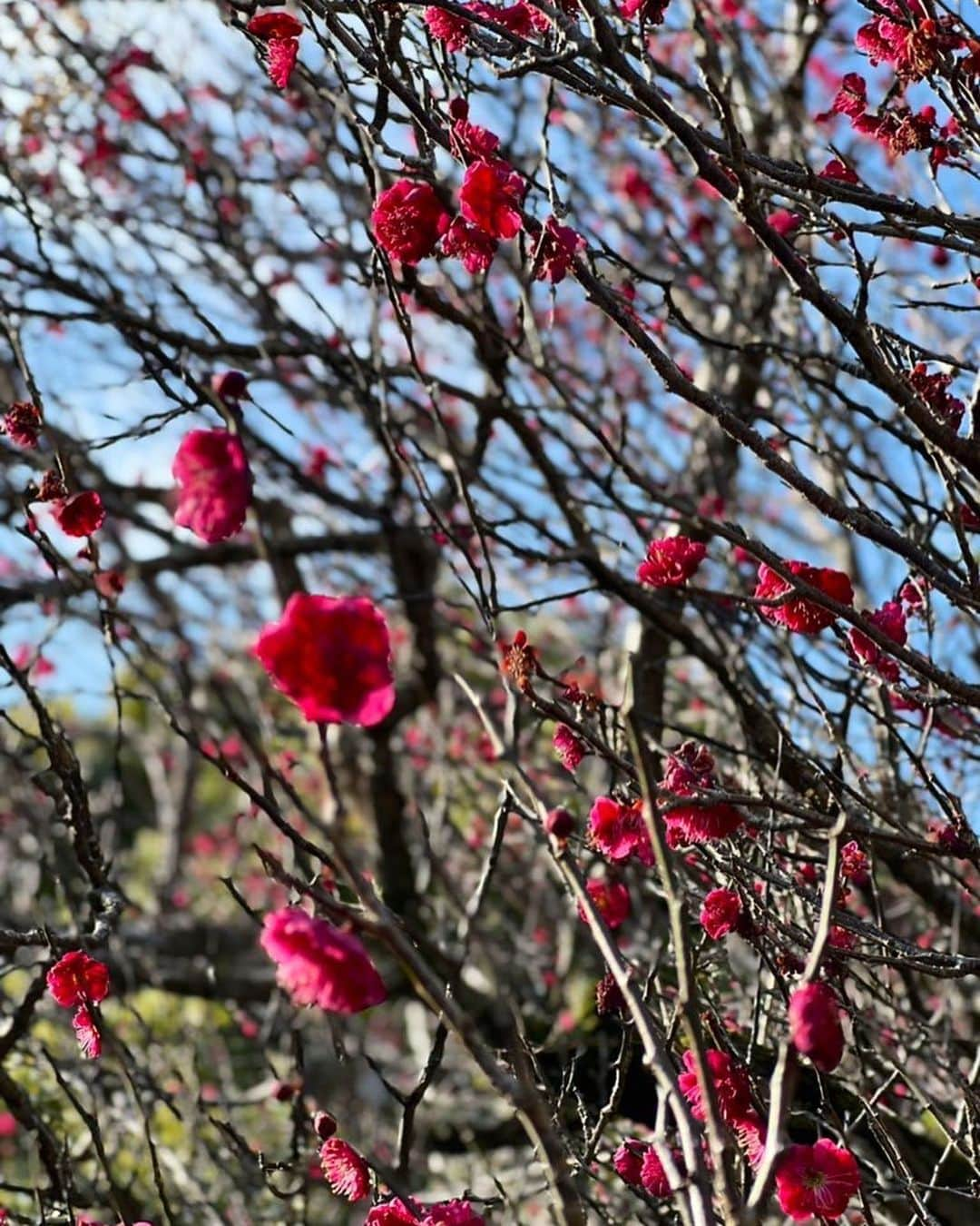 小越しほみさんのインスタグラム写真 - (小越しほみInstagram)「撮影で行ったすてきな宿🌷 ・ お花沢山咲いてて春を感じた☺️🤍 ・ ・ ・ ・ ・ ・ ・ ・ #撮影 #shooting #andrabbit #アンドラビット #韓国ファッション #肩出しニット #肩出しトップス #肩出しファッション #ミニスカート #ミニスカ #シクラメン #花 #梅 #flowers #ストレートヘア #japanesegirl #自拍 #河津 #河津町 #旅館 #花舞竹の庄 #峰温泉 #宿 #春」3月6日 20時44分 - shihomi1129