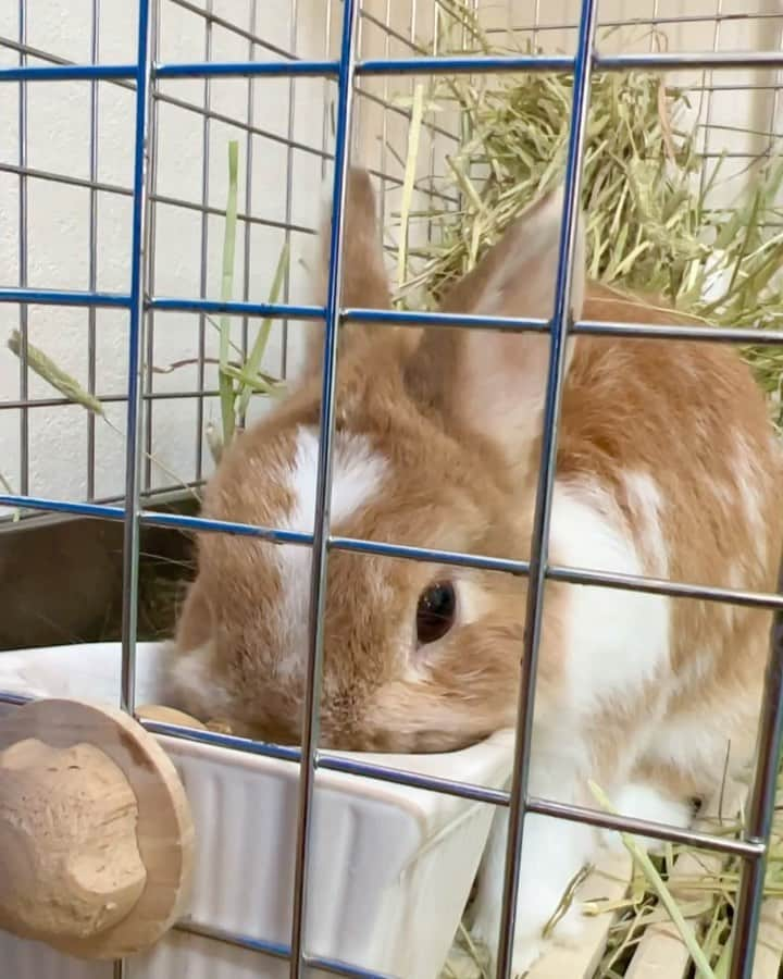 BUNNY?TUNA? のインスタグラム：「. おはようツナ☀️ 暖かくなってきたからだんだん夏毛に変わっていくかな〜？ 飼い主的には夏毛が好き👌🏻 . #春ですね #ネザーランドドワーフ#うさぎ#ふわもこ部#うさぎのしっぽ#ペット#netherlanddwarf#bunnystagram#rabbit#lapin#cutebunny#bunnylove#bunnies#pet#petgram#rabbitstagram#japan#kawaii#weeklyfluff#cutepetclub#instapets#instabunnies#animallovers#兔子#微小的」