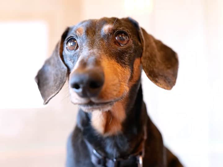 Crusoe the Celebrity Dachshundのインスタグラム：「“New episode out now! Oakley is going UNDERCOVER for a very special date with the help of Crusoe and Daphne.. link in profile! Watch and let us know your fav part!!😋😎” ~ Crusoe」