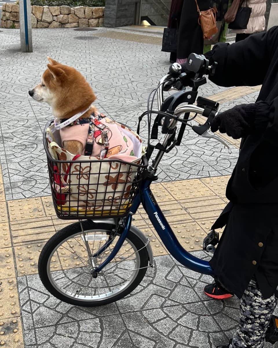 池田真一のインスタグラム：「ちょっとエンブレム大き目の豆柴のロールスロイスが信号待ちしてました！ 可愛すぎるし賢すぎる！」