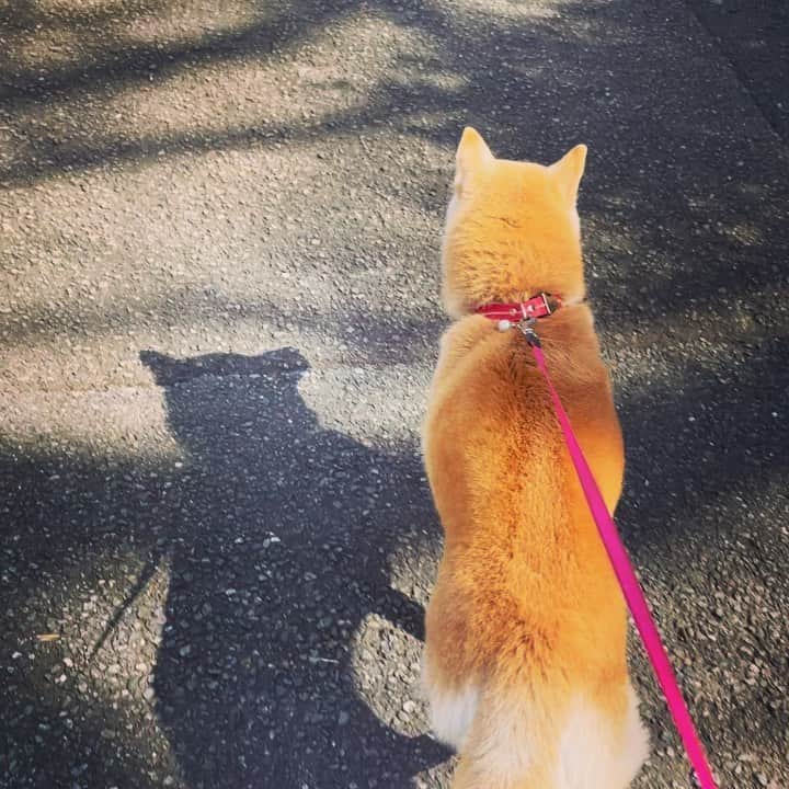 眞鍋かをりのインスタグラム：「散歩の速度がもうすぐ１４歳とは思えない #柴犬#うめ#極小豆柴のはずが10kg #体が丈夫#お腹を見せない犬 #プライドの塊」