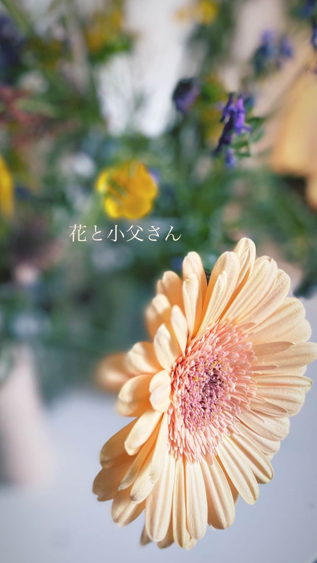 裕木奈江のインスタグラム：「「花と小父さん」  作詞/作曲:浜口庫之助 アルバム：植木等的音楽 プロデュース: 大瀧詠一  #花と小父さん #植木等 #大瀧詠一 #浜口庫之助 #裕木奈江」