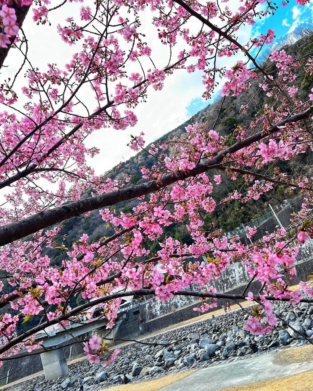 藤木そらさんのインスタグラム写真 - (藤木そらInstagram)「. . Kawazu cherry blossoms were in full bloom in Hakone 😍‼ ️ ✨ Kawazu cherry blossoms may have been seen at the beginning ✨ ✨ I recommend it because it was insanely beautiful⸝⸝⸝♡🥱･°😽🍓 . .箱根ではもう河津桜が満開でめちゃくちゃ見所でした❤️❤️めちゃくちゃキレイだったなぁ‪꒰ঌᐢ.ˬ.ᐢ໒꒱幸せ . . .たまたま出張帰りにふらっと箱根行っただけだったから、サクラ見れて嬉しすぎたぁ♡‿(･×･)‿♡❣️🧡 . .桜は本当に貴重な花だから、満開🌸見れるのは何時間だろうね🥲🥲 . .早くサクラ見に行きたいなᰔᩚpやはり中目黒のサクラかなぁー . .楽しみすぎる❤️❤️ . . .ニット @blondey_official  . .ゆっくり温泉行きたくなりました🥲w 温泉旅行も行きたいな🧡💛💚 . . . . . . . . . . . .#河津桜 #箱根ザクラ #箱根観光 #神奈川さくらスポットno #じゃびる #今日もx日和 #great_captures_flowers  #日本の風景 #はなまっぷ #お花見 #春コーデ #ニットコーデ #さくら2022 #観光スポット」3月7日 19時47分 - sorafujiki