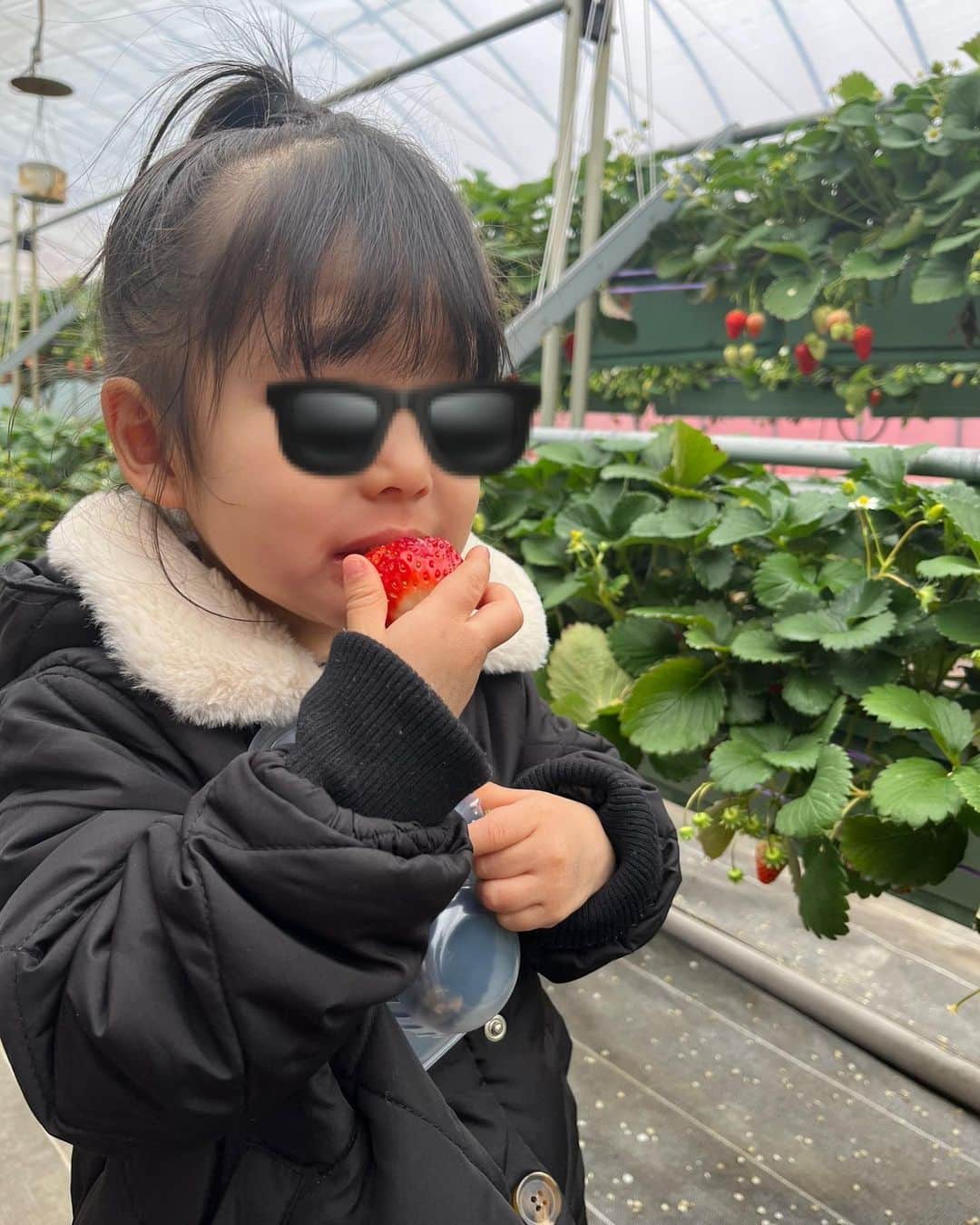 加藤美佳さんのインスタグラム写真 - (加藤美佳Instagram)「この日からイチゴのとこ行きたい〜 と言い続ける長女さんです🍓 #家ではみかんです　#🍊」3月7日 19時40分 - katomika1212
