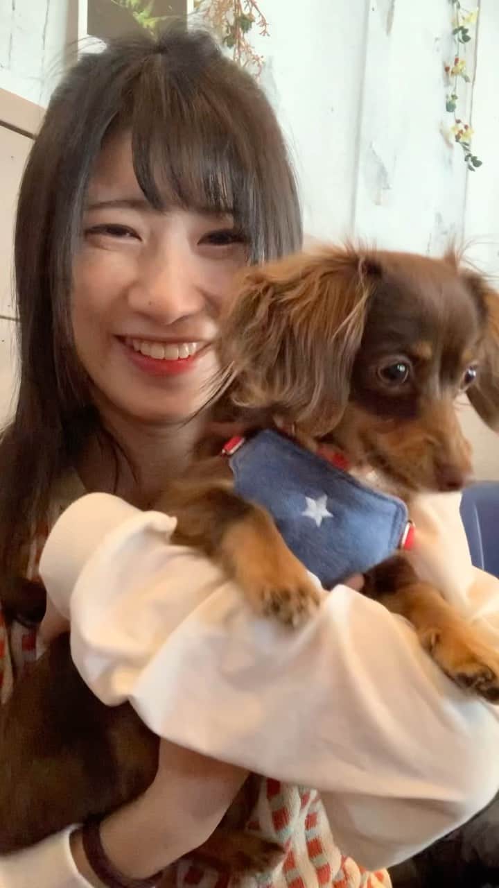 加藤一華のインスタグラム：「好奇心旺盛ぷんた🐾  音がなくとも、 ワン！の鳴き声とダメよ！が 聞こえてくる不思議🐶🌿笑  #ぷんた #dog #チワックス #チョコタンチワックス  #犬のいる暮らし  #わんこのいる生活」