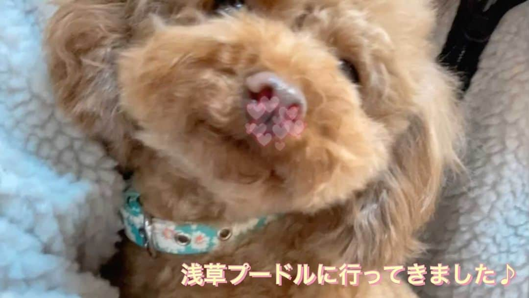 大塚まゆりのインスタグラム：「最近は犬スタグラムになってる気がしています…笑 ワンちゃん大好き💕  #ティーカッププードル #トイプードル #犬スタグラム #浅草プードル #プードル部」