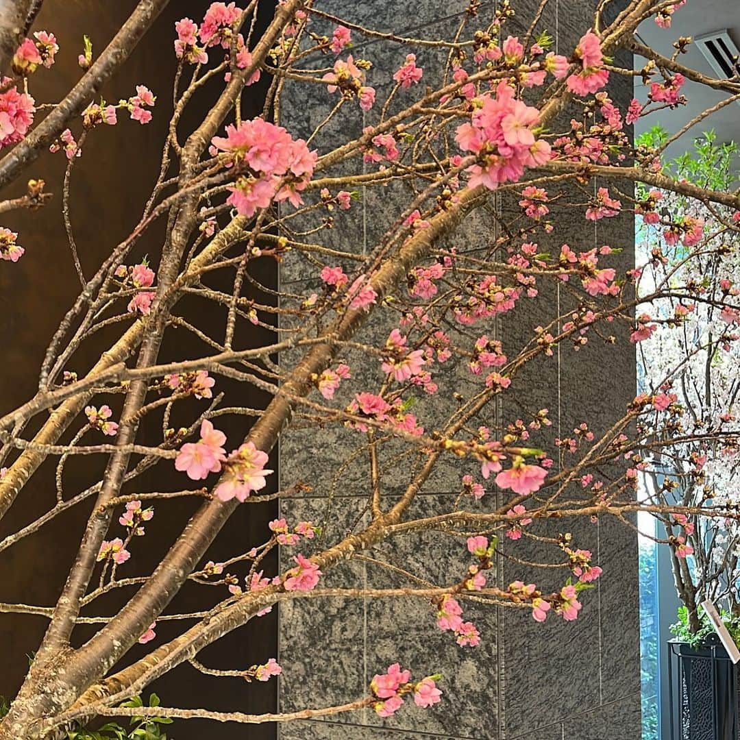 向葵まるさんのインスタグラム写真 - (向葵まるInstagram)「#桜」3月7日 23時27分 - natamaru041