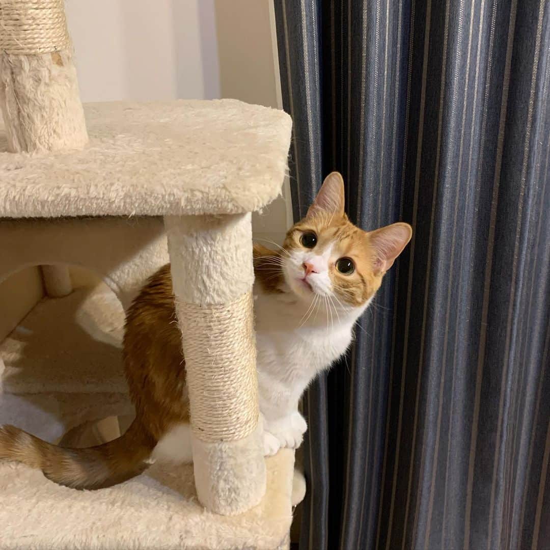 のってんのインスタグラム：「なんにでも興味津々😾 いつもキョロキョロしてる👀笑」