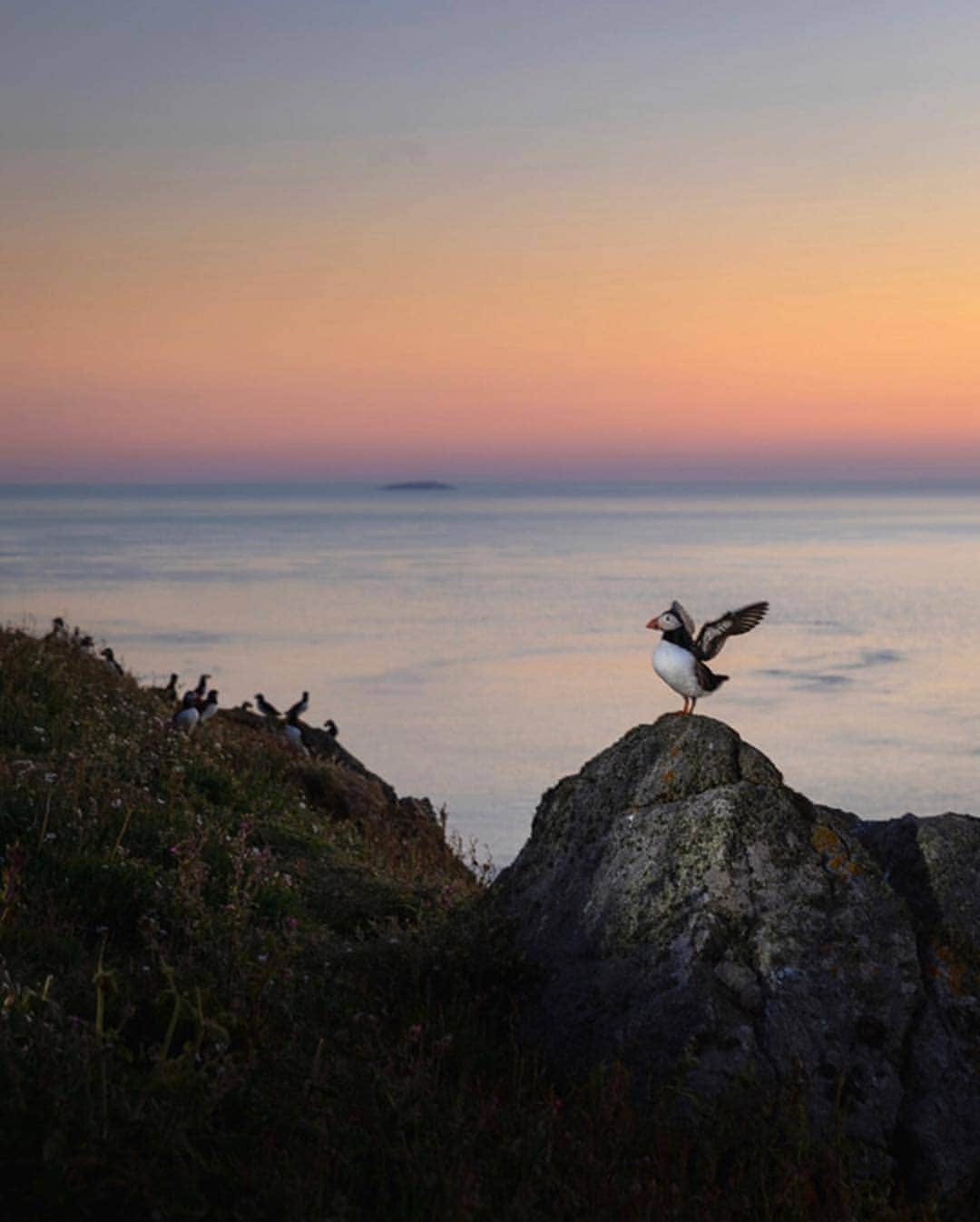 Shore Projectsのインスタグラム：「Puffins at sunset 🌄 | 📸: @drewbphotography | #ShoreProjects」