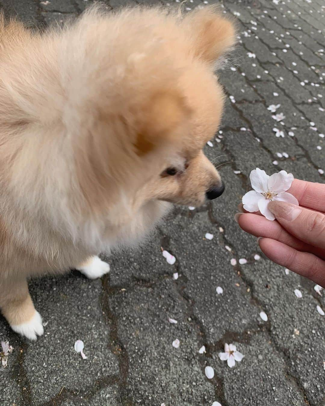 華妃まいあのインスタグラム：「桜はおやつじゃないよ🌸 #ポメラニアン#多頭飼い」