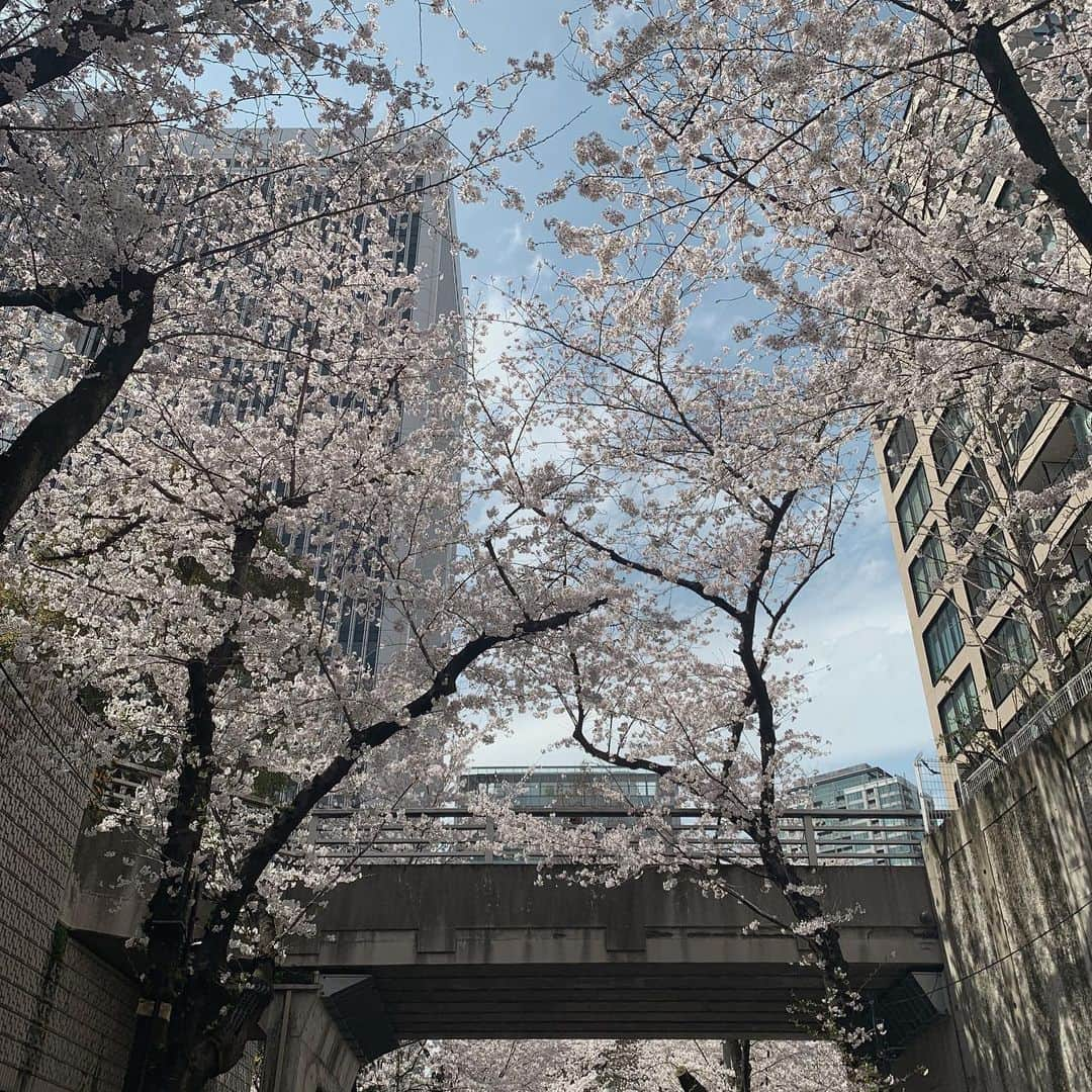 華妃まいあのインスタグラム：「桜を見にわんちゃん達とお散歩に☺️🌸 凄い強風だったけど楽しそうでよかった🙌 #桜#お花見#ポメラニアン#多頭飼い」