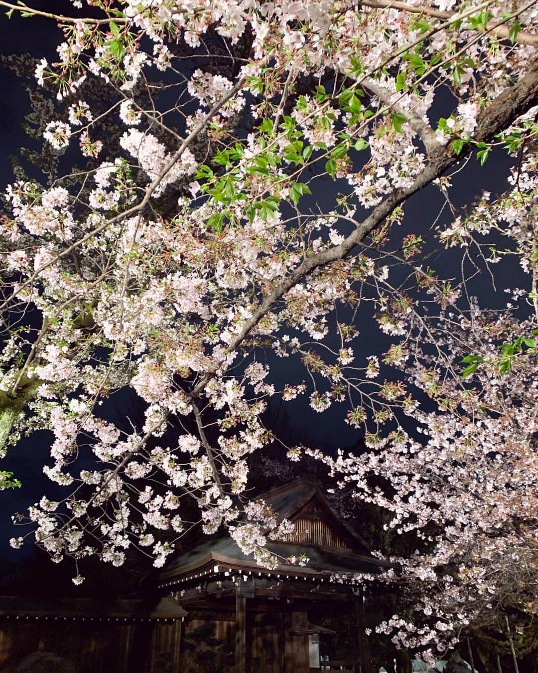 野村彩也子さんのインスタグラム写真 - (野村彩也子Instagram)「夜桜能🌸  桜と能狂言の共演。  穏やかな春の風に包まれながら 自然と伝統の交わる空間を堪能しました。  父の誕生日おめでとうと直接伝えられました☺️ . . . . #夜桜能」4月5日 22時17分 - nomurasayako