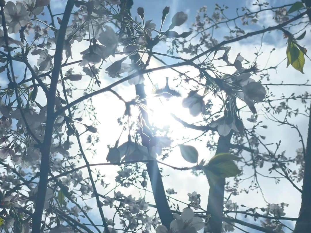 土屋太鳳さんのインスタグラム写真 - (土屋太鳳Instagram)「桜の写真、 もう１枚🌸 空の向こうの春を 心から願いつつ。 . この写真の中に あるものが隠れています💡 さて、何でしょう？ 隠れているというか…写ってるというか🤔 わかったかたは、コメントに、ぜひ☺️」4月5日 22時21分 - taotsuchiya_official