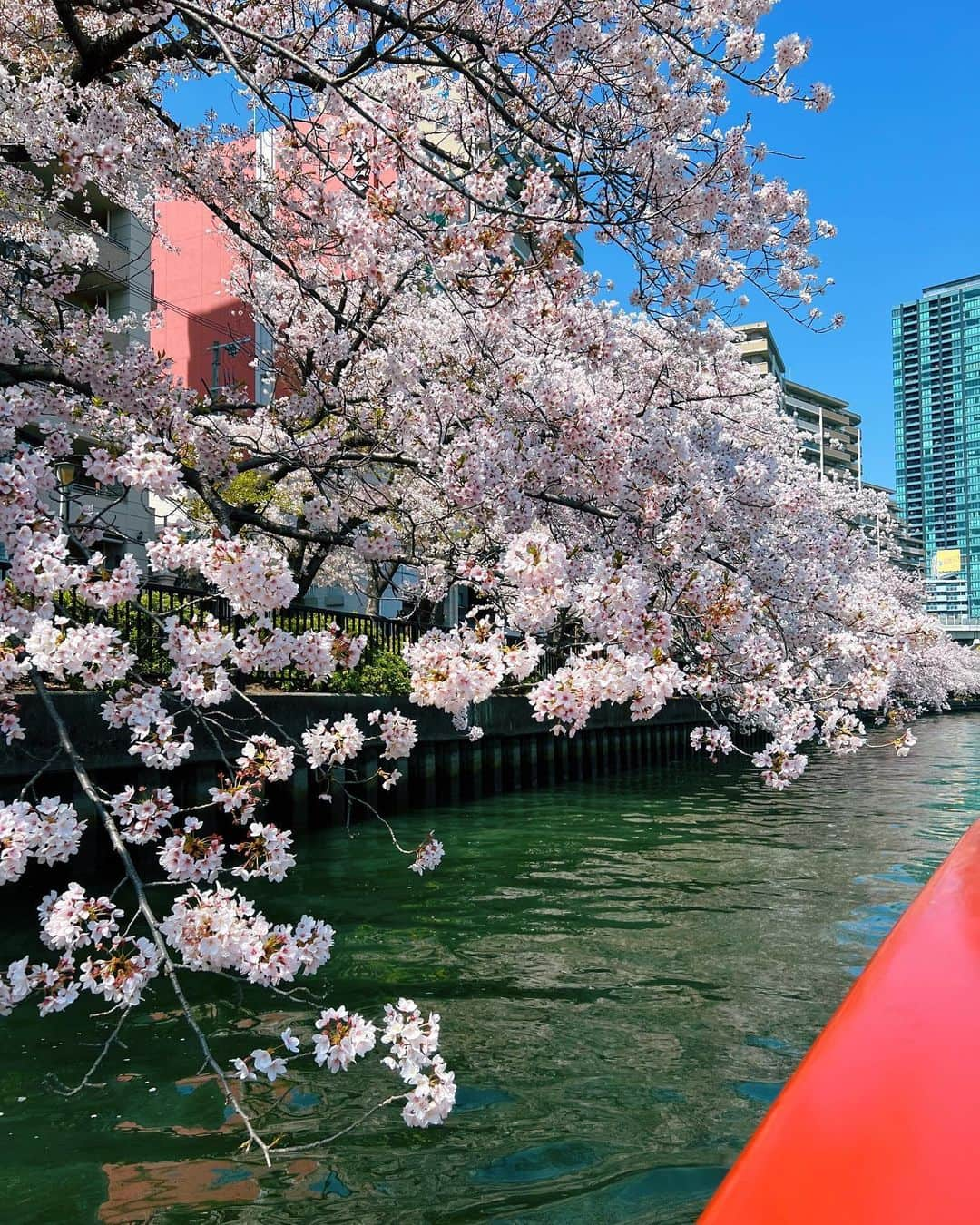 梅谷安里さんのインスタグラム写真 - (梅谷安里Instagram)「最高すぎるお花見🌸🚢 @conradosaka  今日から13日まで開催中✔️ 桜が間近で見れて のんびり90分、 大阪を周遊できるの🌸 夜のナイトクルーズも 夜桜できっとまた違って素敵な空間だよね🌸 #conradosaka#桜クルーズ #🌸#🚢#お花見」4月5日 23時01分 - anriworld