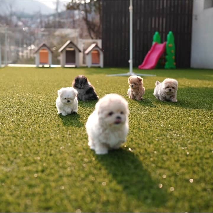 Rolly Pups INCのインスタグラム