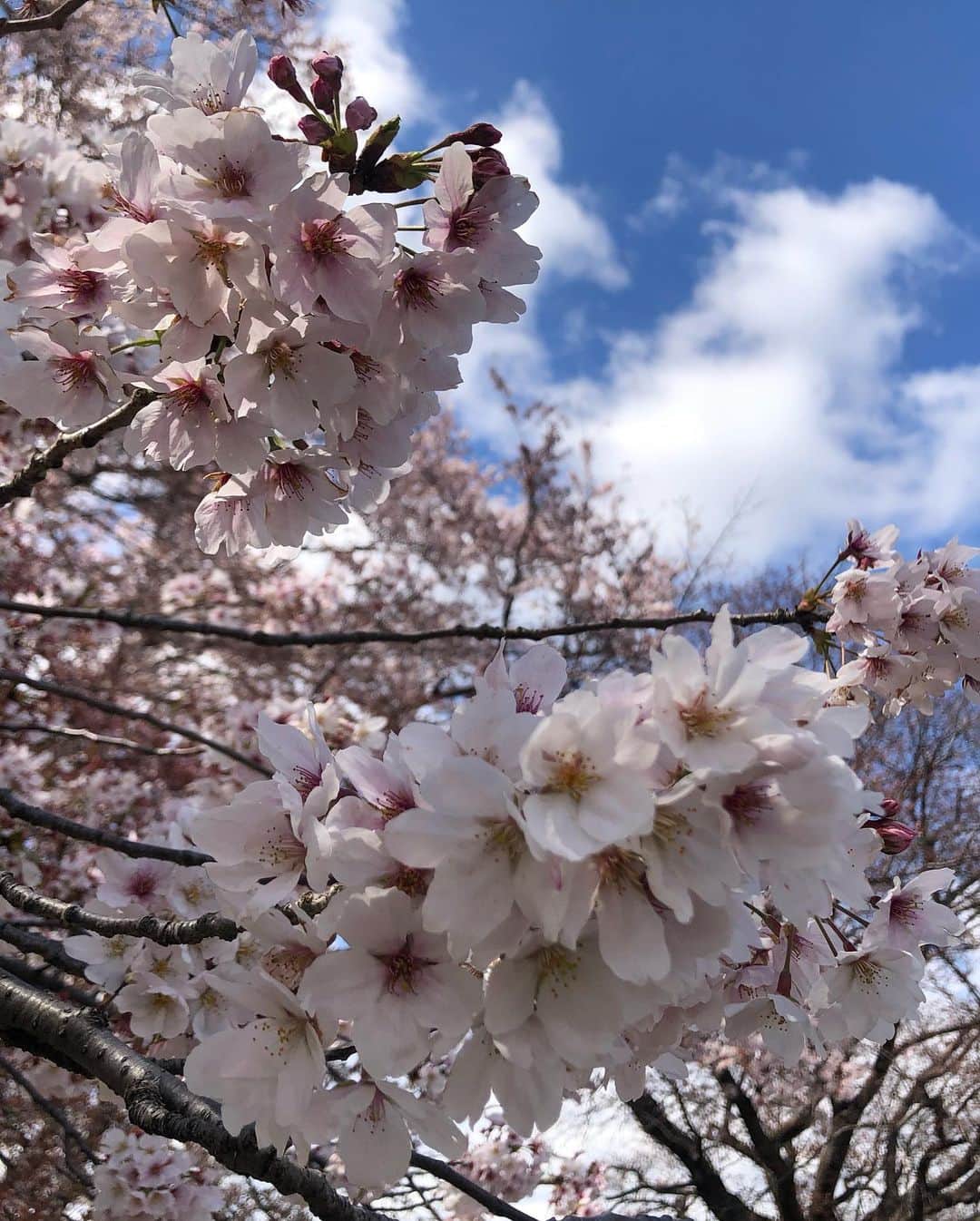 釈由美子さんのインスタグラム写真 - (釈由美子Instagram)「ようやくぽかぽか陽気が戻って 青空も拝めましたね🌞  久しぶりの公園遊びは  昨日までの大雨で 桜🌸もだいぶ散ってしまったようで  最後のお花見🌸を楽しんできました☺️  つくしがたくさん生えていて  息子が何本か採ってきてくれたので 夕飯はつくしの卵とじにしました😋  途中から 息子は春の虫探しに夢中になってました😆🐞🦗  #春の陽気☀️ #ぽかぽか #のどかな風景  #つくし #つくしとり #都心じゃなかなか見たことがない #さすが横浜 #横浜子育て #のんびりがいい」4月5日 23時19分 - yumikoshaku